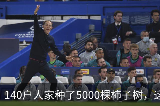 140户人家种了5000棵柿子树，这个浙江小村国庆6天来了8万人